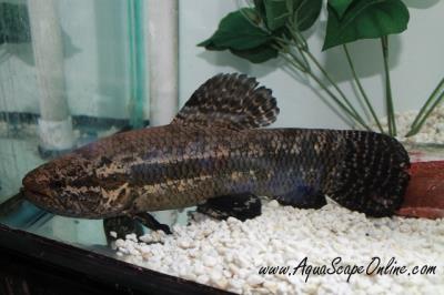 Black Wolf Fish 10"-12" (hoplias curupira)